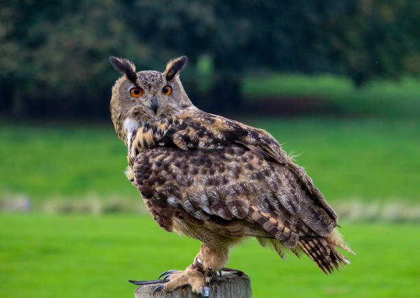 European Eagle Owl stock photo