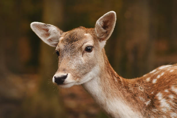 European fallow deer stock photo