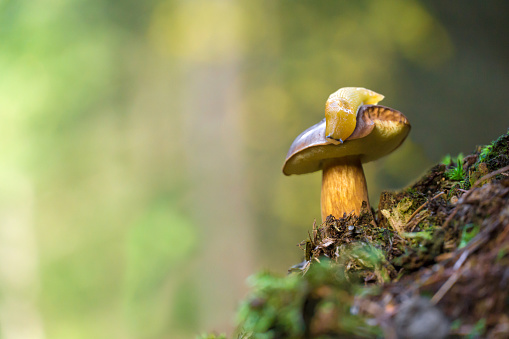 European forest mushrooms with snail