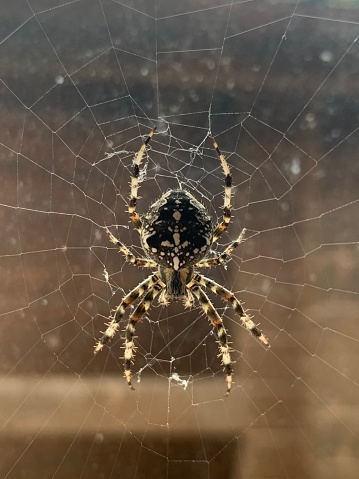 A spider has weave a web and is sitting in its middle inside a wooden builing. Araneus diadematus, diadem spider, orangie, cross spider