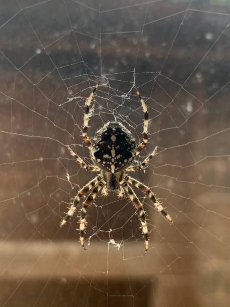 European garden spider is sitting in a web stock photo