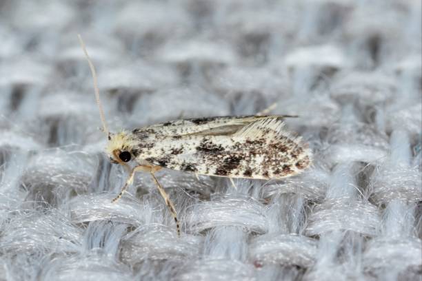 European grain worm or European grain moth Nemapogon granella is a species of tineoid moth. It belongs to the fungus moth family (Tineidae), Common pest of stored products and pest in homes stock photo