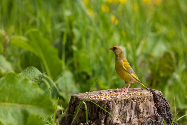 European greenfinch foraging on tree trunk stock photo