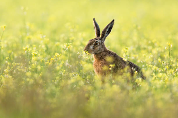European hare (Lepus europaeus), Brown hare. stock photo