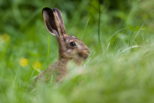 European hare (Lepus europaeus) stock photo