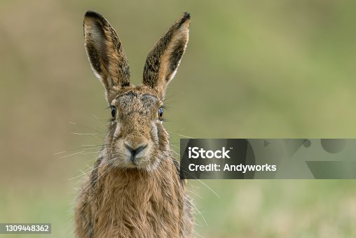 istock European hare 1309448362