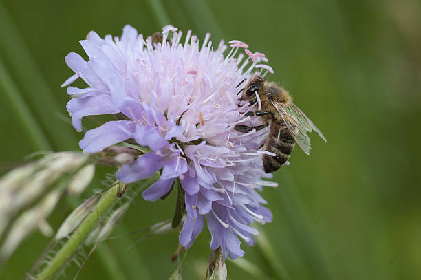 European Honey Bee stock photo