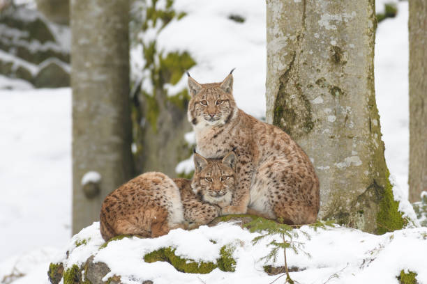europeiska lynx-paret - europeiskt lodjur bildbanksfoton och bilder