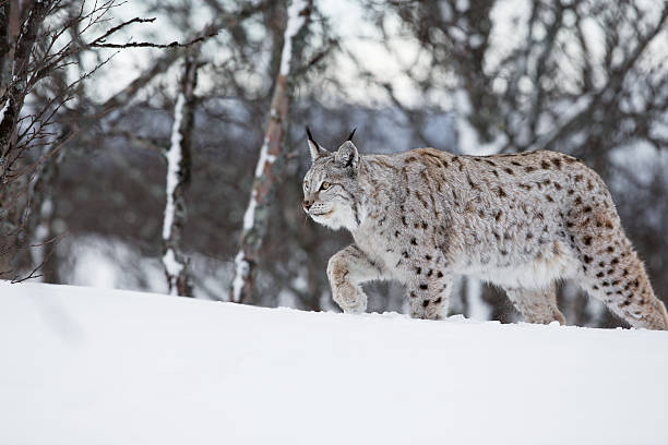 european lynx walking in the snow - euraziatische lynx stockfoto's en -beelden