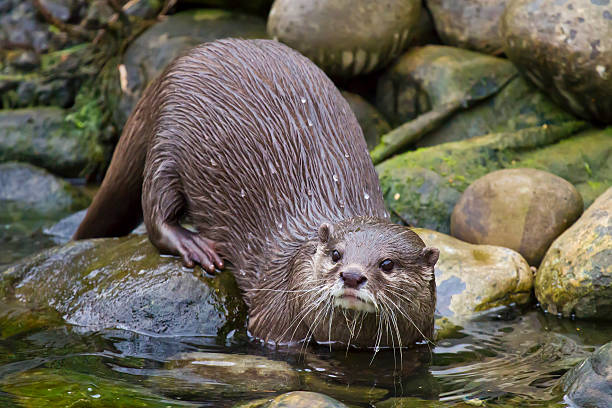 European Otter stock photo