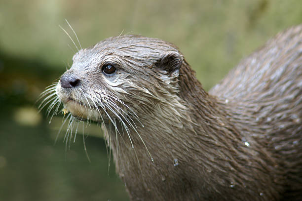 European Otter Names: European otter, Eurasian otter, Eurasian river otter, common otter, Old World otter otter photos stock pictures, royalty-free photos & images