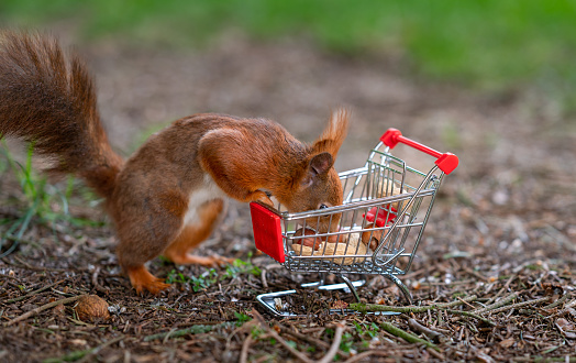 European red squirrel puts peanuts and hazelnuts in a shopping trolley.