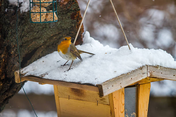 Photo of European Robin at the feeding place in winter