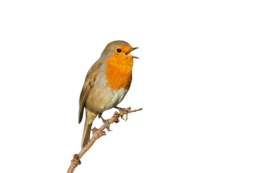 Close up of an European Robin (Erithacus rubecula) calling against clear white background.