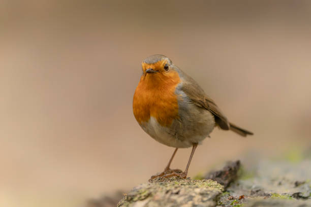European Robin (Erithacus rubecula) in the forest of Limburg in the Netherlands. Green background. stock photo