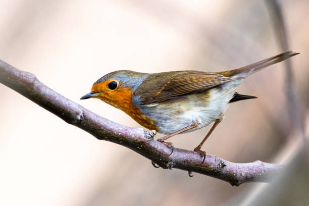 European Robin perched on a tree branch stock photo