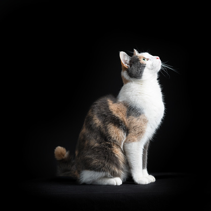 European Shorthair Cat Multicoloured Black Background Looking Up