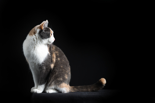 European Shorthair Cat Sitting In Black Background Stock Photo
