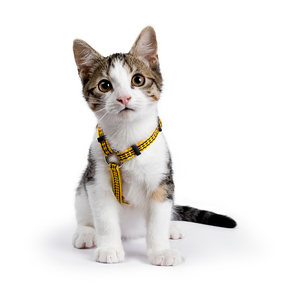 European Shorthair Kitten Cat Sitting On White Background Wearing