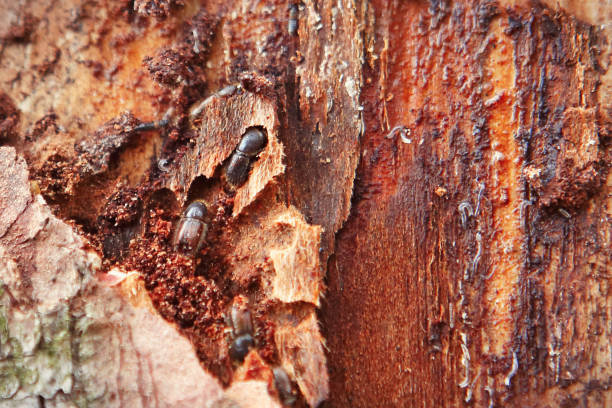 Red Spruce Beetles