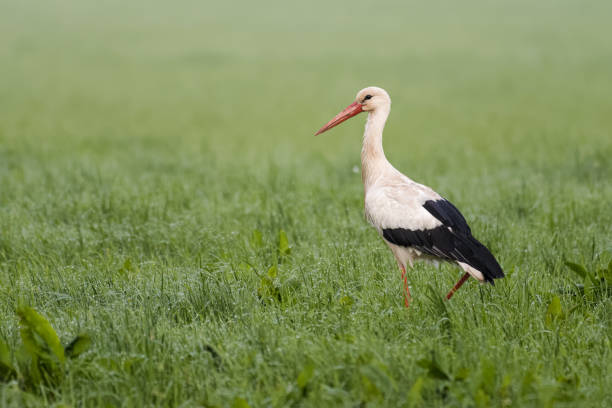 European stork stock photo