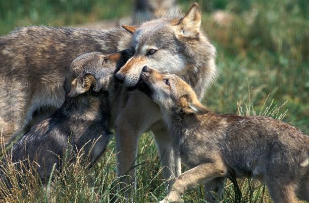 europese wolf, canis lupus, moeder en welp - grijze wolf stockfoto's en -beelden
