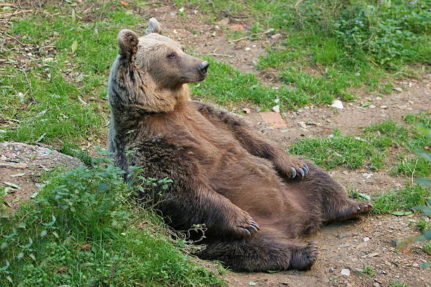 Europian brown bear sitting and resting stock photo
