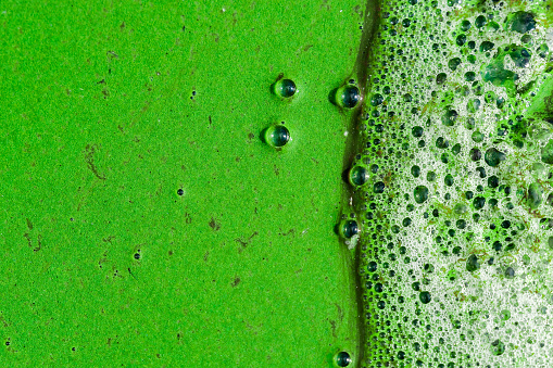 Green water surface in the backwater of river covered with phytoplankton and foam with air bubbles. Algae blooms due to eutrophication. Close up, background, texture. Pollution and ecology concept