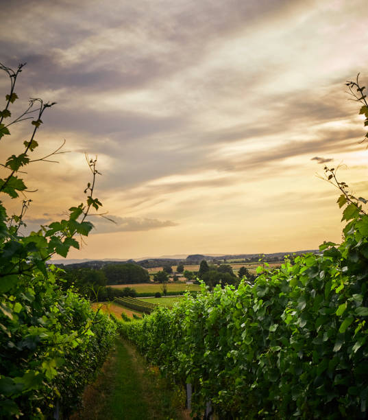 Evening atmosphere in the vineyards Evening atmosphere in the vineyards in GermanyHighway in the vineyards in Germany odenwald stock pictures, royalty-free photos & images