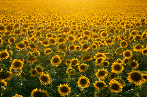 Evening scenic sunflowers field with warm sunlight.
