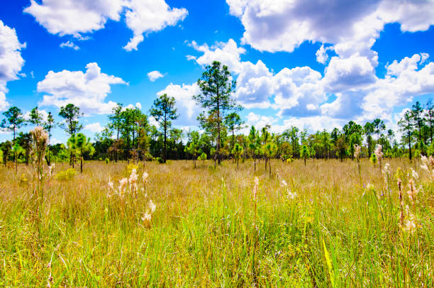 Everglade Pines stock photo