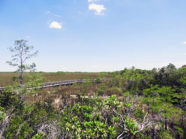 Everglades National Park Florida Scenery stock photo