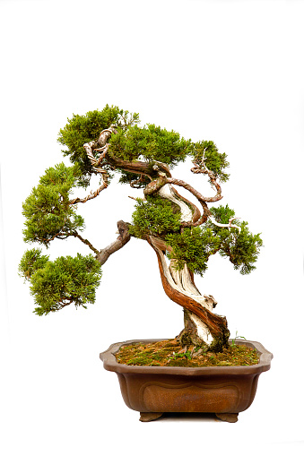 Evergreen Bonsai Isolated On White Stock Photo Download Image Now Istock