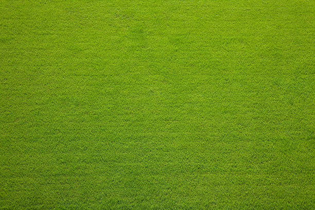Evergreen grass texture background stock photo