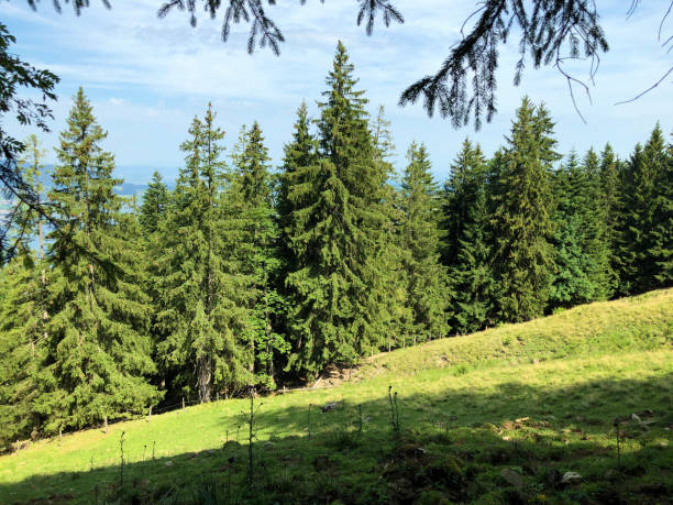 Evergreen or coniferous forests on the slopes of the Sihlsee Lake valley, Einsiedeln stock photo