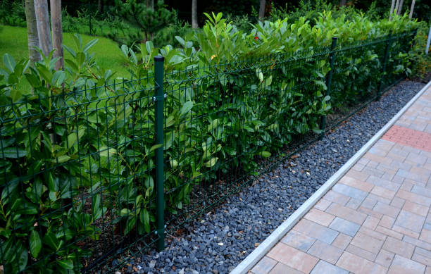 arbustes à feuilles persistantes en combinaison avec clôture en bois s’adapter dans n’importe quel jardin également créer un sentiment d’intimité dans le parking à côté du centre commercial et la couleur verte apaise - haie jardin photos et images de collection