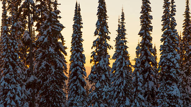 Evergreen Silhouettes in Winter stock photo