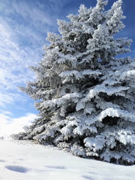 Evergreen Tree Covered in Snow and Frost stock photo