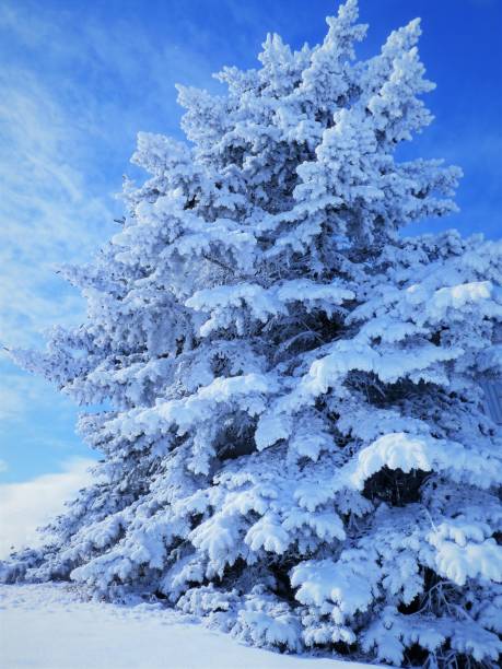 Evergreen Tree Covered in Snow With an Artic Blue Filter Added to it stock photo