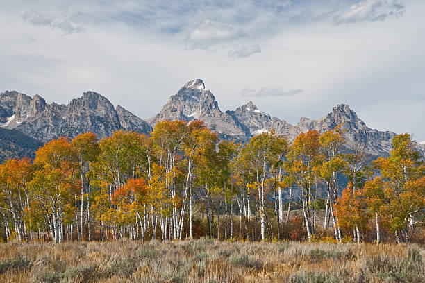 Fall Colors in the Tetons Every Fall, the Jackson Hole Valley puts on a brilliant display of gold and orange as the numerous aspen groves change colors. This stand of aspens frames the rugged Teton Range near Moose Junction in Grand Teton National Park, Wyoming, USA. jeff goulden grand teton national park stock pictures, royalty-free photos & images