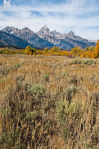 The Teton Range, Fall Colors and Sagebrush Every Fall, the Jackson Hole Valley puts on a brilliant display of gold and orange as the numerous aspen groves change colors. This stand of aspens frames the rugged Teton Range near Moose Junction in Grand Teton National Park near Jackson, Wyoming, USA. jeff goulden grand teton national park stock pictures, royalty-free photos & images