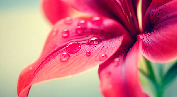 Everything needs water Closeup shot of water droplets on a leaf red photos stock pictures, royalty-free photos & images