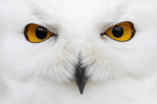 Evil eyes of the snow - Snowy owl (Bubo scandiacus) close-up portrait Evil eyes of the snow - Close-up portrait of a Snowy owl (Bubo scandiacus) looking directly into the camera. animal eye stock pictures, royalty-free photos & images