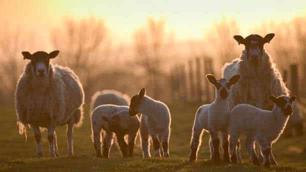 Ewes and lambs in a grass field in spring at sunset stock photo