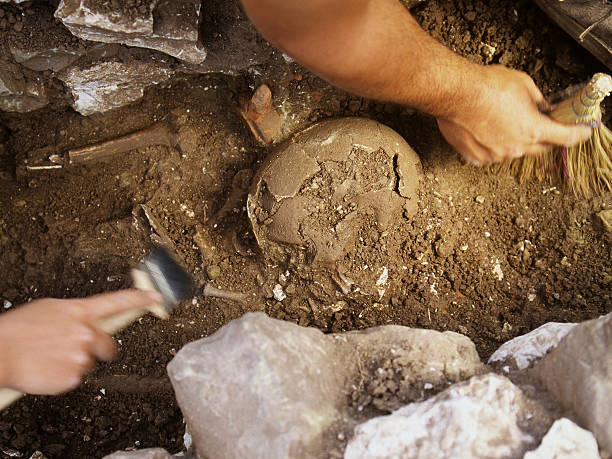 excavation of skull - arkeologi bildbanksfoton och bilder