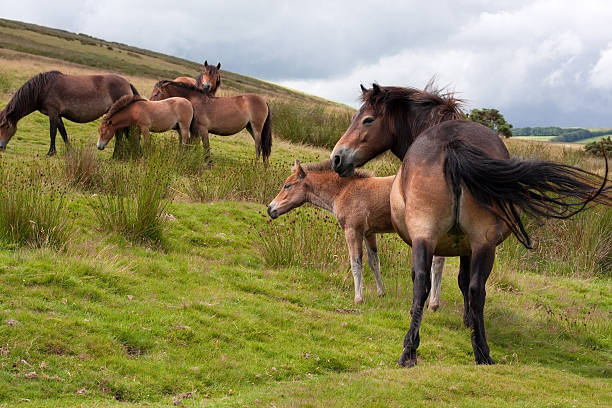 Exmoor ponies stock photo