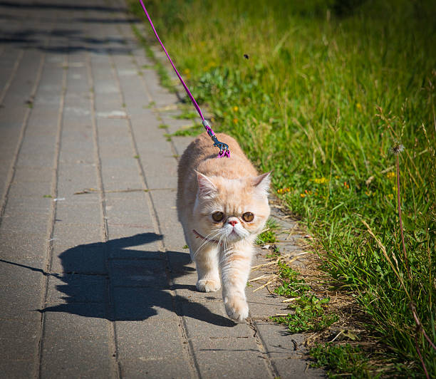 exotic cat walks on a leash - cat leash bildbanksfoton och bilder