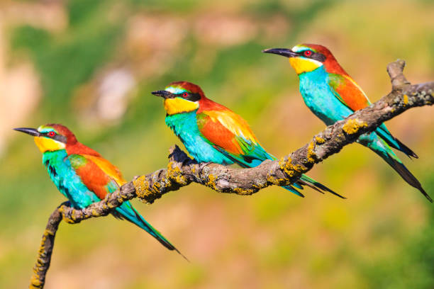 Exotic little birds sit on the branches Exotic little birds sit on the branches, bright colors, wonders of nature quetzal stock pictures, royalty-free photos & images