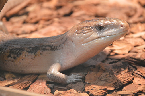 Exotic lizard in natural habitat