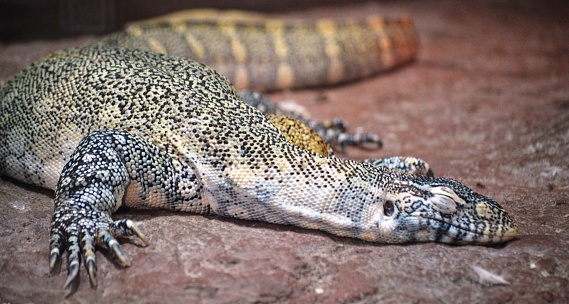 Large exotic lizard close up